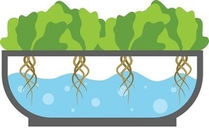 Hydroponics for Beginners