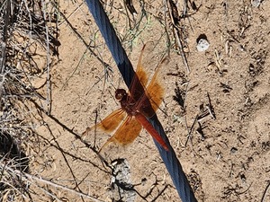 Guided hike of Piedras Marcadas Canyon