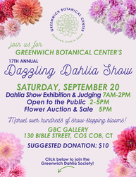 Greenwich Botanical Center's Dazzling Dahlia Show