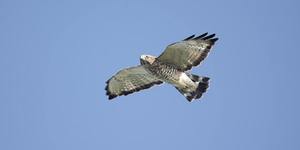 Bernardsville Hawkwatch