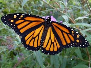 NJ Audubon Monarch Madness