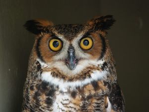 PreK Pathfinders Program: Owl Pals @ Trexler Nature Preserve