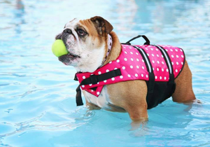 Nashville Shores Pooch Pool Party