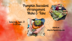 Pumpkin Succulent Arrangement Make & Take at Kerby's Nursery