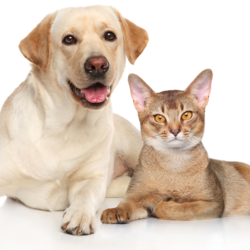 Microchip Event September 20 & Raffle Through September