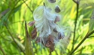NJ Audubon: All About Seeds - A Talk & Walk
