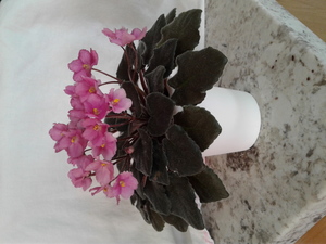 Tucson African Violet Society Annual Fall Sale