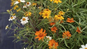 Pelican Greenhouse Plant Sales