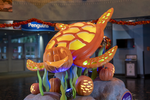 🎃🐠 Fintastic Pumpkin Glow at Adventure Aquarium 🐠🎃