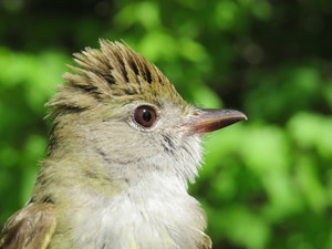 Bent of the River Audubon Center: Bird Banding Breakfast - Fall Migration 2025
