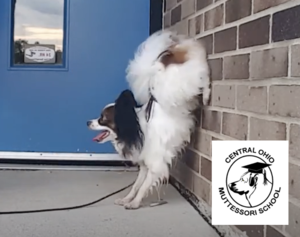 Trick Training FUNdamentals class at Central Ohio Muttessori School