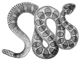 Snakes of Massachusetts