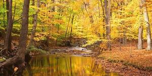 NJ Audubon: Fall Forest Stroll