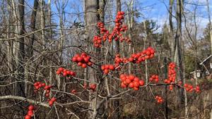 NJ Audubon: Autumn Wonder Walk