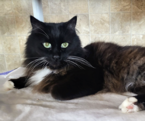 Fine Wines for Felines