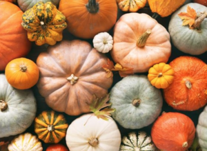 The Vinoy Fall Festival