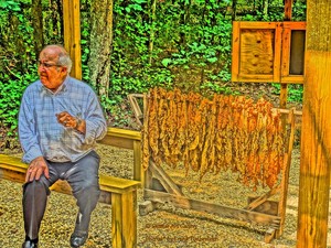 Granville Gold Mock Tobacco Auction