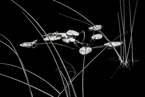 Black&White Photography Exhibit at Los Altos Hills Town Hall