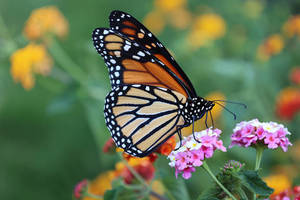 Creating Pollinator Habitat Anywhere