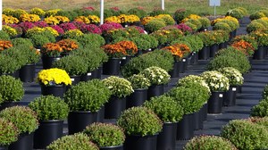 Fall Flower Sale - On the Farm!