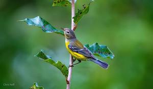 NJ Audubon: Fall Migration Walk at Hawk Rise