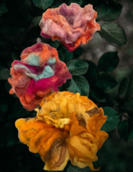 How to Make Felt Flowers