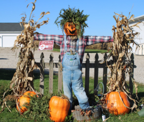 Trail of Scarecrows