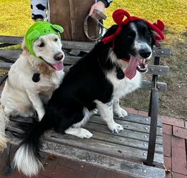 The Dog Market: Barktoberfest Dog Adoption Event & Market