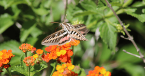 Gardening Lectures with FOPCON: Mysterious Moths