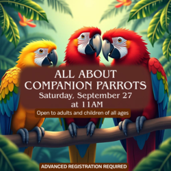 All About Companion Parrots