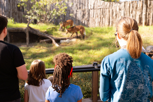 Thanksgiving Break Camp