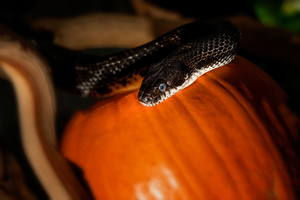 Sharks After Dark Halloween Night