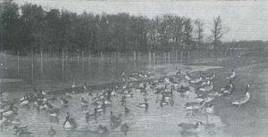 Evans Field Forest Preserve History Tour
