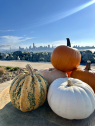 Treasure Island Harvest Festival & Pumpkin Patch