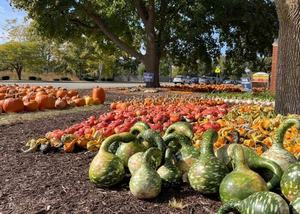 St. Gregory's Pumpkin Patch
