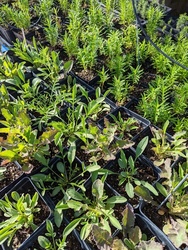 Fall Plant Sale & Pop-up Shop