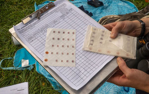 Monarch Butterfly Tagging