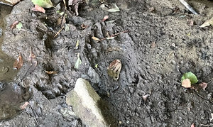 Mammal Tracks and Traces