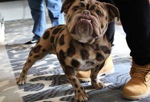 Pup Palooza, Buffalo