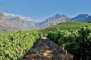 Foxcroft Food & Wine Hosts A Night with Mathilda Joubert of SA-vor Wines