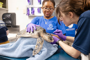 Ocean Commotion Online Auction