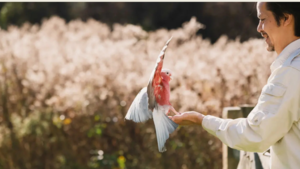 Feathered Friends Day: Birds in Flight featuring Animal Behavior & Conservation Connections