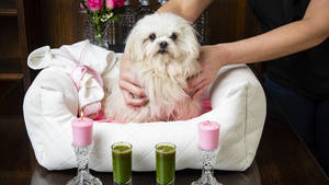 Spoil Your Pets in the Park Market & More