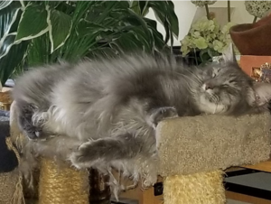 Monterey Jazz Festival