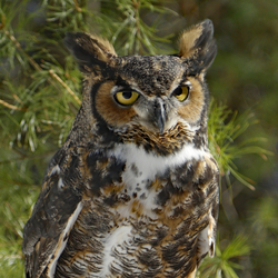 Horizon Wings Raptor Open House  10/11/25 10-2  Ashford, CT