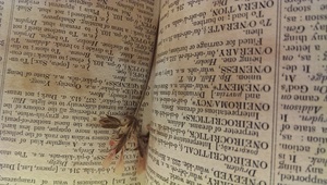 More than Words: Dictionaries as Containers