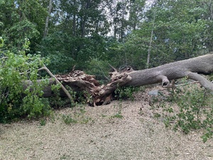 Historic Preservation through Horticulture: Sweetgum Planting - Morton Park