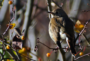 Fall Migration Birding Tour at Pope Farm Conservancy