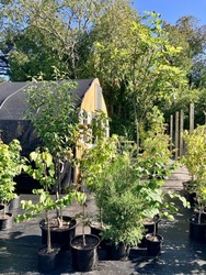 Free Fall Tree Program