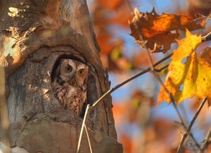 Owl Prowl: Wingfield Pines